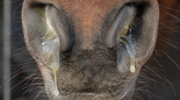 Horse nostrils